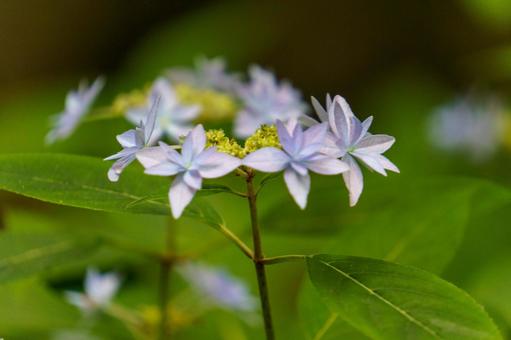 A small blue-flowering hydrangea, JPG