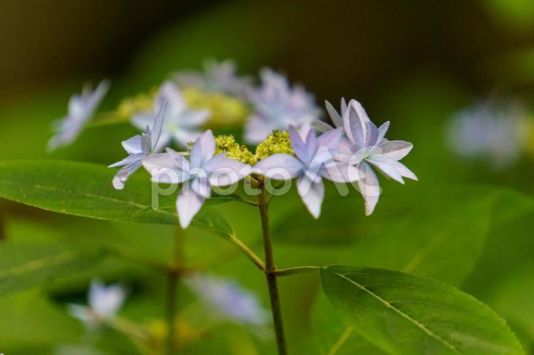 青く咲く小さなガクアジサイ 花,植物,自然の写真素材