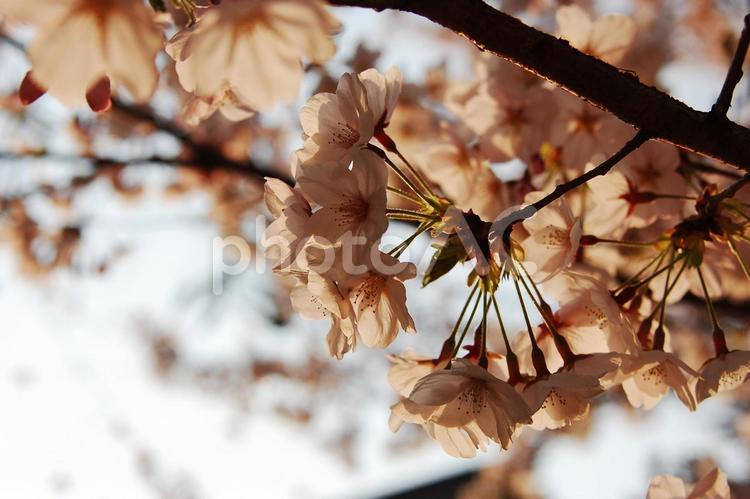 京都　太秦　桜　春　爛漫　逆光　華やか 春,さくら,サクラの写真素材