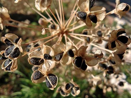 ニラの種 秋,自然,種の写真素材