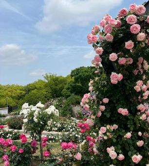 バラ園 バラ園,薔薇,春の写真素材