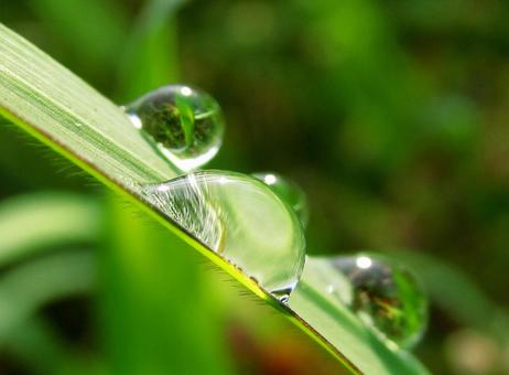 自然の水滴と朝の光Water drops 自然の水滴と朝の光Water dropsの写真