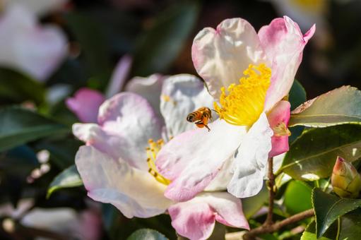サザンカとミツバチ⑵ 花,蜂,サザンカの写真素材