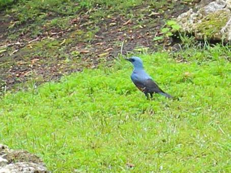 幸せの青い鳥 幸せの青い鳥の写真