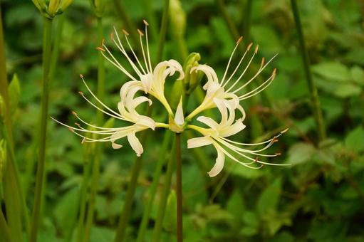 ヒガンバナ ヒガンバナ 彼岸花,白,植物の写真素材