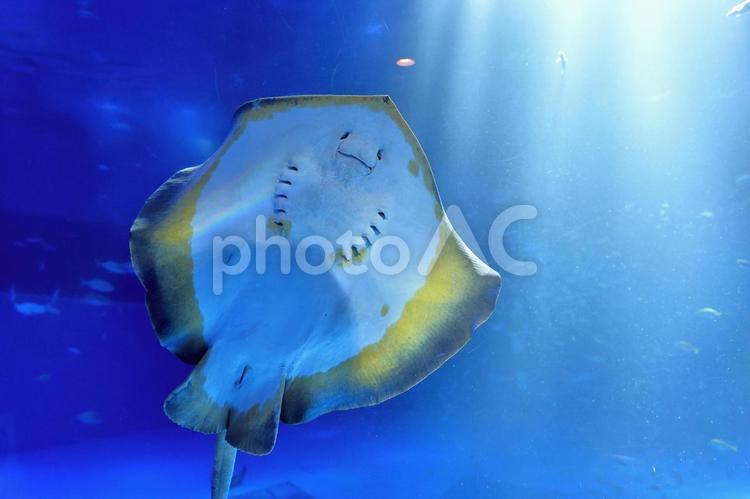 笑っているように見える水族館のエイ エイ,魚,海の生き物の写真素材