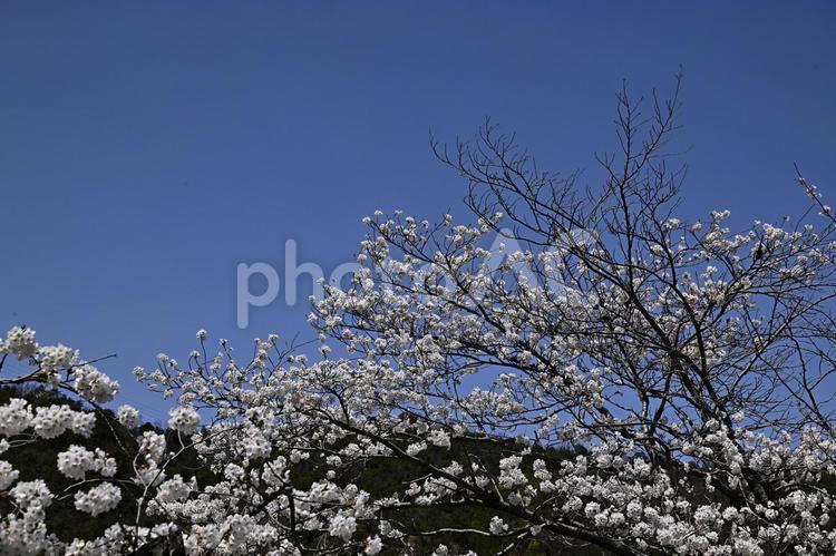 青空と満開の桜 桜,花,春の写真素材