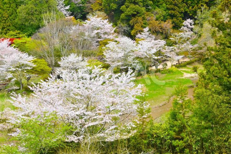 桜満開の大滝湖園地　愛知県豊田市 王滝渓谷,桜,春の写真素材