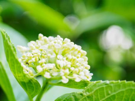 白い蕾の花 紫陽花 白い蕾の花 紫陽花の写真