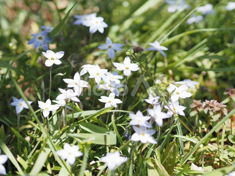 ハナニラの花が咲く緑の風景 ハナニラ,花,野花の写真素材