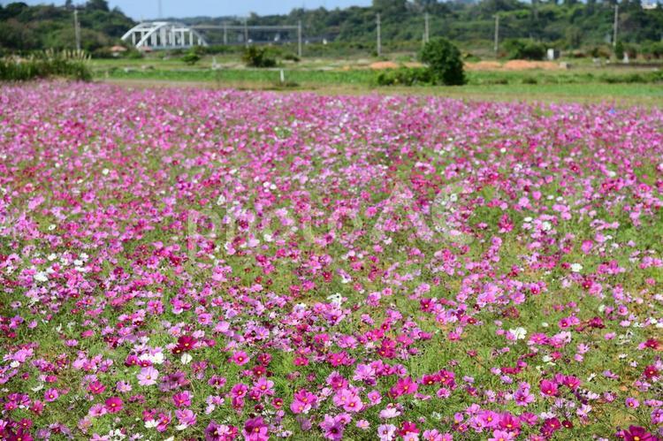 コスモス畑と田舎の風景 コスモス,コスモス畑,畑の写真素材