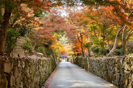 お寺べ続く石垣と紅葉の道 お寺べ続く石垣と紅葉の道 お寺,石垣,紅葉の写真素材