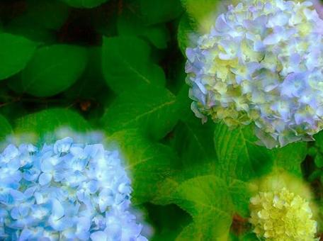 紫陽花の写真