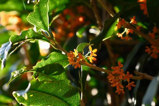 キンモクセイ キンモクセイ,金木犀,花の写真素材