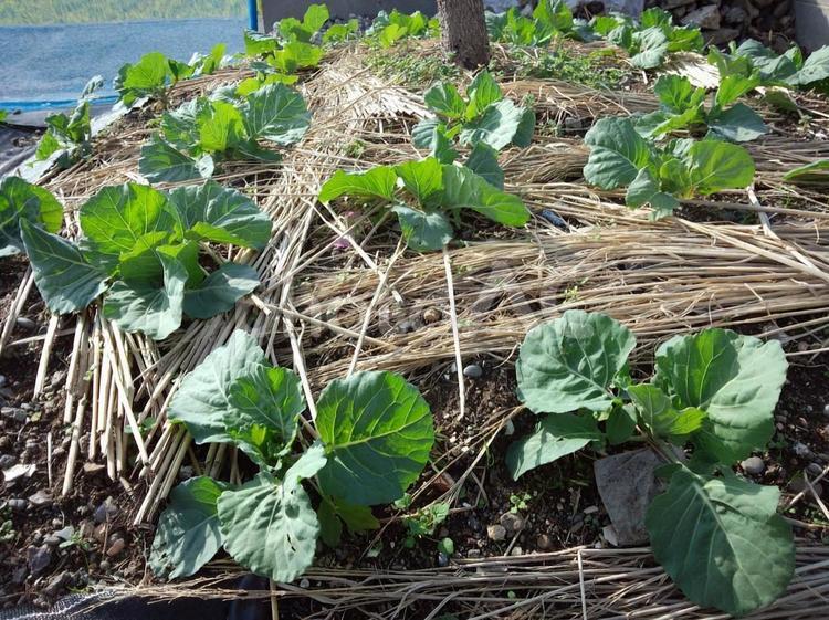 藁を敷いた畑の野菜苗 畑,野菜,栽培の写真素材