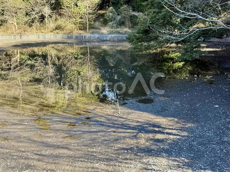 明治神宮　冬の北池　干上がる 北池,都会,都心の写真素材
