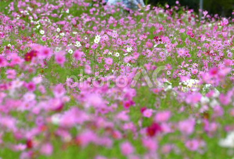秋桜。コスモス。花畑 コスモス,花畑,花の写真素材