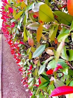 風景 風景,植木,庭木の写真素材