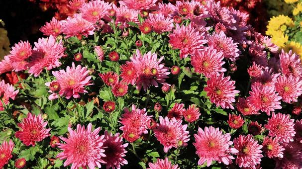 楽寿園の菊まつりにて 菊,秋,花の写真素材