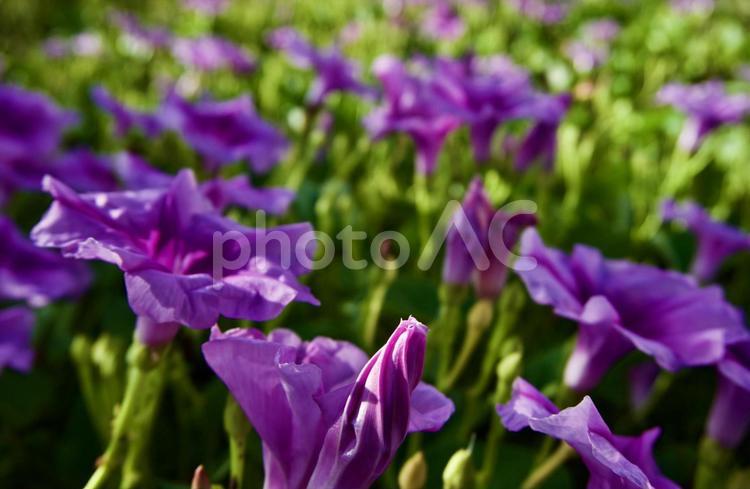 沖縄県宮古島　ハマヒルガオの花 沖縄,宮古島,トロピカルの写真素材