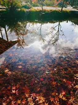 水中のもみじ2 水中のもみじ2の写真
