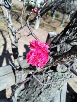 紅梅　02の写真