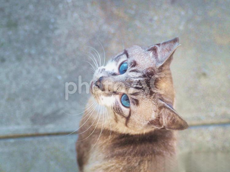 地域ネコ　たぬきちゃんの目線は ねこ,地域ネコ,ネコの写真素材