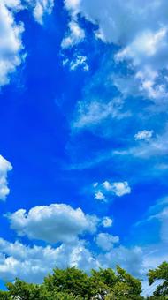 青空と木(タテ) 青空と木(タテ)の写真