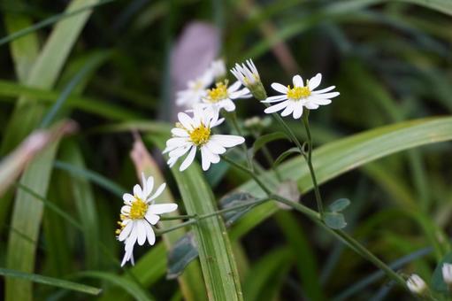 野菊の写真