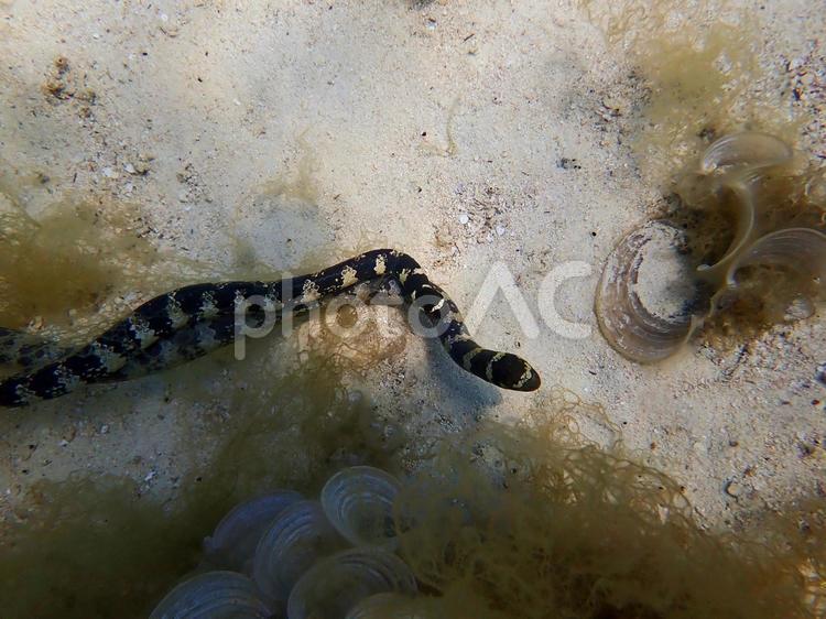 イイジマウミヘビ(求愛) イイジマウミヘビ,ウミヘビ,ヘビの写真素材