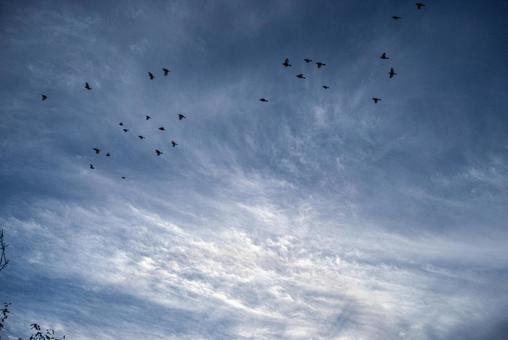 <素材>夜明けの空に飛び立つ野鳥の群れ <素材>夜明けの空に飛び立つ野鳥の群れ 夜明け,夕方,夕暮れの写真素材
