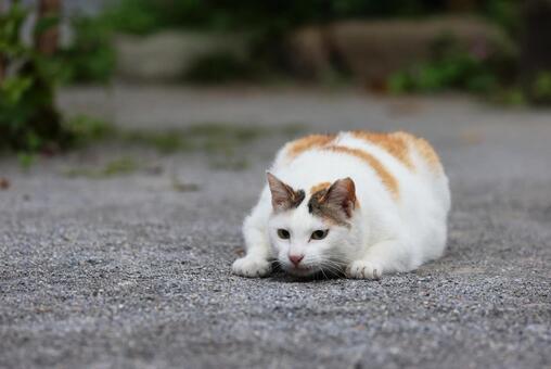 獲物を狙う野良猫 野良猫,ノラネコ,にゃんこの写真素材