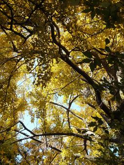 紅葉 紅葉の写真