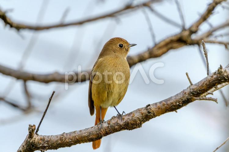 枝にとまるジョウビタキのメス ジョウビタキ,鳥,野鳥の写真素材
