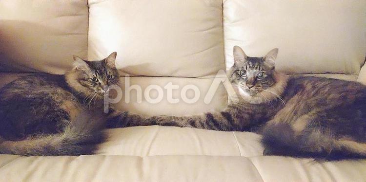 きょうだい猫 猫,ねこ,夏の写真素材