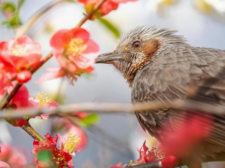 ボケの花とヒヨドリ ボケの花とヒヨドリの写真