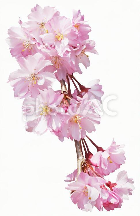 切り抜き素材　桜48 桜,ピンク,春の写真素材