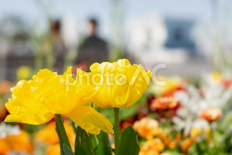 カップルのシルエットと満開の花壇/春のお出かけ、デート チューリップ,フラワー,庭の写真素材