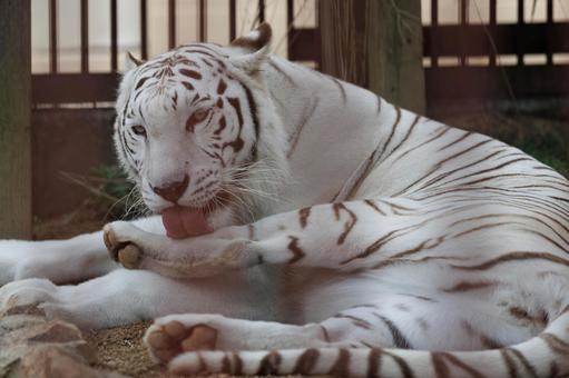ホワイトタイガー ホワイトタイガーの写真