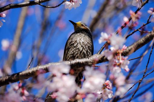 鳥 鳥の写真