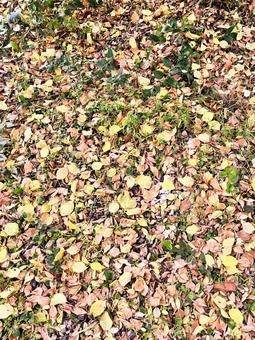 落ち葉 枯れ葉,地面,土の写真素材