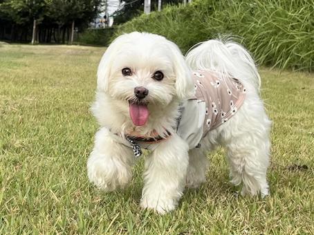 マルチーズ犬の散歩 マルチーズ犬の散歩 犬,マルチーズ,ふわふわの写真素材