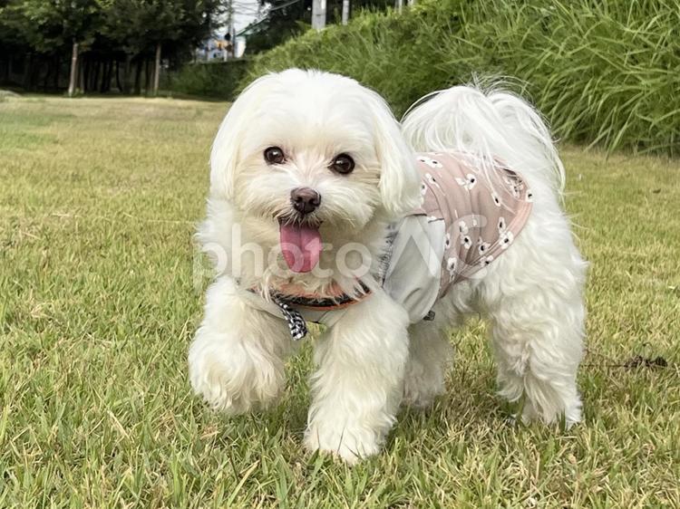 マルチーズ犬の散歩 犬,マルチーズ,ふわふわの写真素材