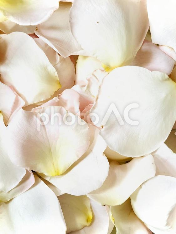敷き詰められた淡い桃色の薔薇の花びら03 薔薇,花びら,フラワーシャワーの写真素材