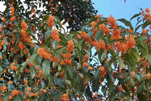 キンモクセイ 植物,花木,金木犀の写真素材