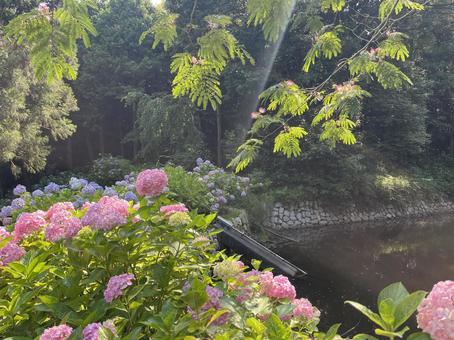 あじさいとネムの花 あじさいとネムの花 徳島県,阿波市,熊谷寺の写真素材