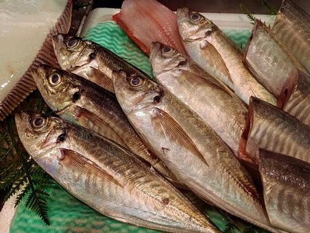 並べた鯵 並べた鯵 魚,青魚,鯵の写真素材