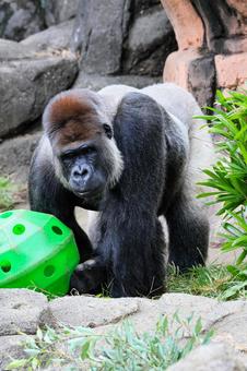 ニシゴリラ ニシゴリラの写真