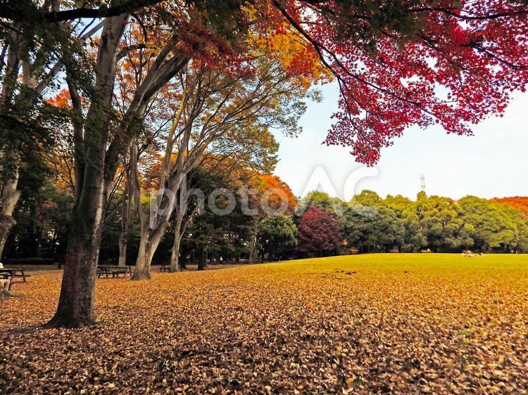 いこうよ、紅葉公園。その12 お散歩,かえで,オレンジの写真素材