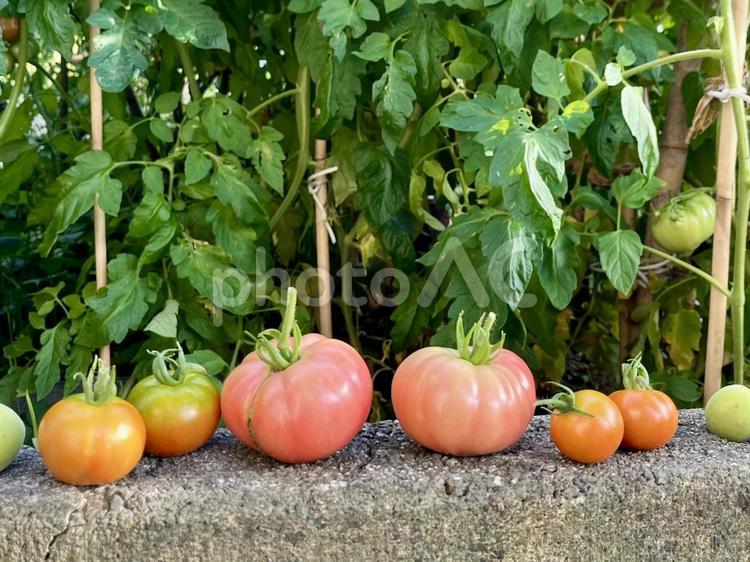 採れたてのトマト　アップ トマト,野菜,食べ物の写真素材